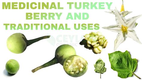 Medicinal Turkey Berry plant and traditional uses and benefits - YouTube