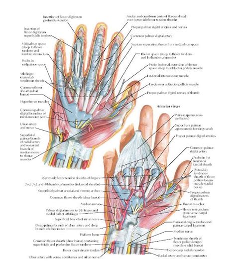 Wrist and Hand: Deeper Palmar Dissections Anatomy in 2023 | Hand anatomy, Wrist anatomy, Upper ...