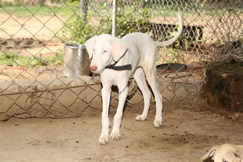 Rajapalayam Dog – Vasantham Organic