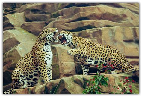 Leopard : Fast and beautiful | Cheche Winnie