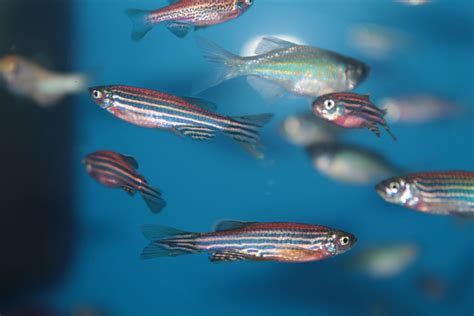 Zebra Danio Male And Female