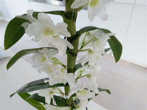 How To Care For A Dendrobium Nobile Orchid (With Pictures) - Smart ...