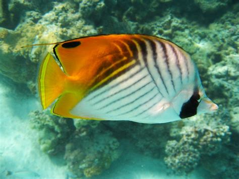 Threadfin Butterflyfish | Marie-France Grenouillet - Wildlife Photographer