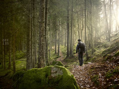 Man walking in forest stock photo - OFFSET