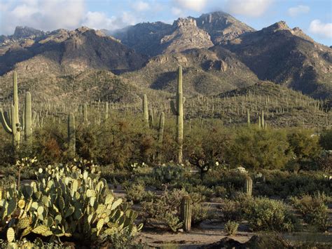 Desert Stuff — Santa Catalina Mountains in Clearing Fog by Gene...