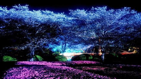 Anime Night Scenery Moonlight Night Cherry Blossom Wallpaper - Cherry Blossom Night Wallpaper ...