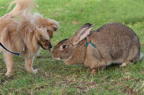 Flemish Giant Rabbit Breeds