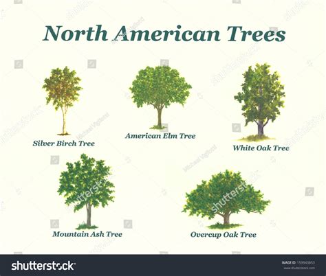 North American Trees Number 3 Stock Photo 159943853 : Shutterstock