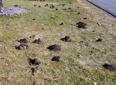 Winter damage to lawns: Molds, moles and voles - MSU Extension