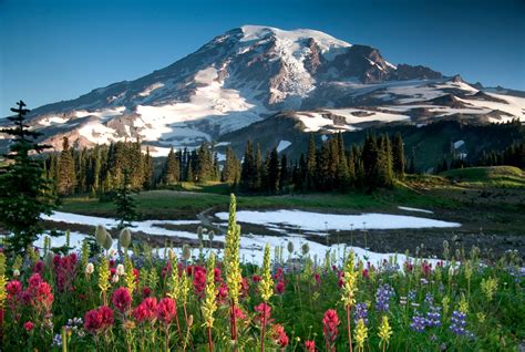 The 5 Best National Parks to Visit During Wildflower Season - Anderson ...