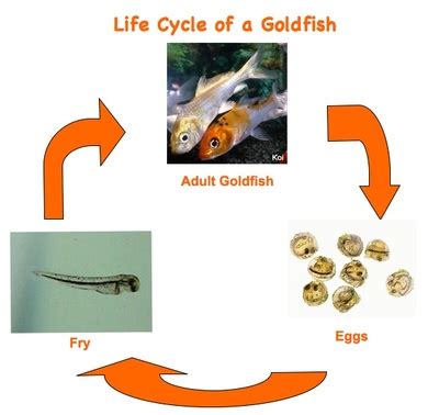 Life cycle - COMMON GOLDFISH