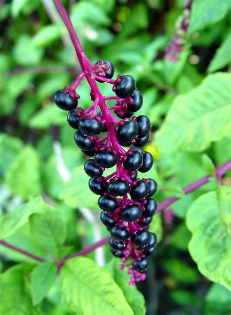 Pokeweed poisonous? - pennlive.com