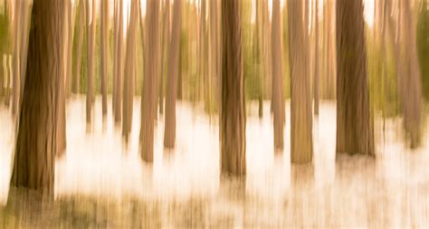 Stille im Wald (Forum für Naturfotografen)