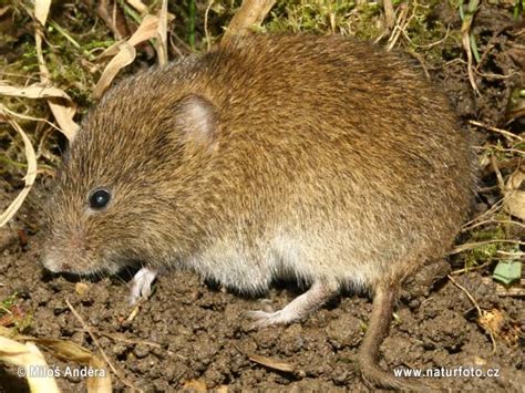 Field Vole, Short-tailed Vole Photos, Field Vole, Short-tailed Vole Images, Nature Wildlife ...