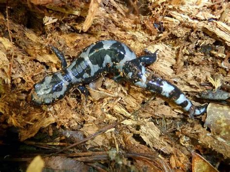 Marbled Salamander - Ambystoma opacum | Wildlife Journal Junior