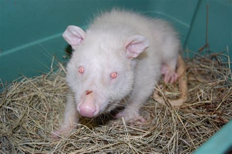 Albino possum | Albion animals | Pinterest | Albino, Animal and Albinism