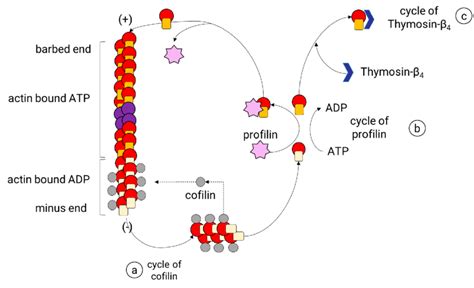 Actin-binding proteins that regulate the assembly and disassembly of ...