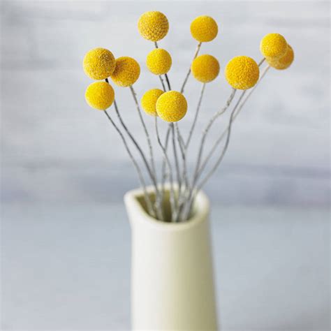 billy button dried flowers by winter's moon | notonthehighstreet.com