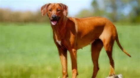 Easy Dogs To Take Care Of That Dont Shed / 35 Dog Breeds That Don't ...