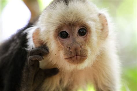 Capuchin Monkey – Caps for Sale