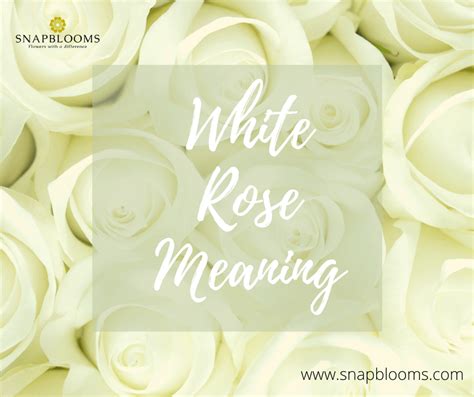 White Rose Meaning Language Of Flowers | Best Flower Site