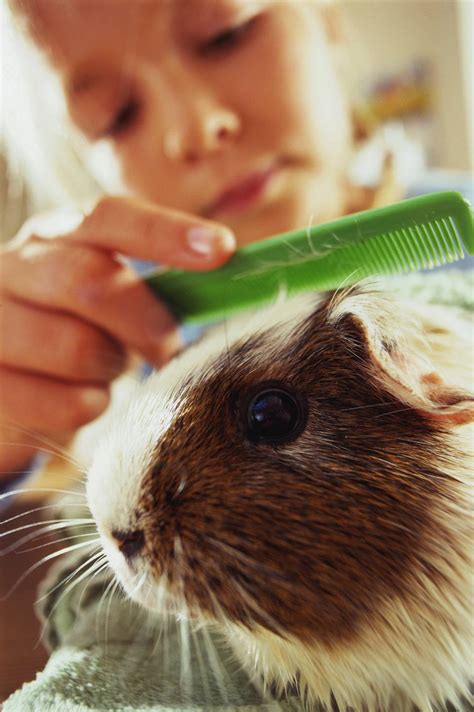 Guinea Pig Grooming and Nail Trims