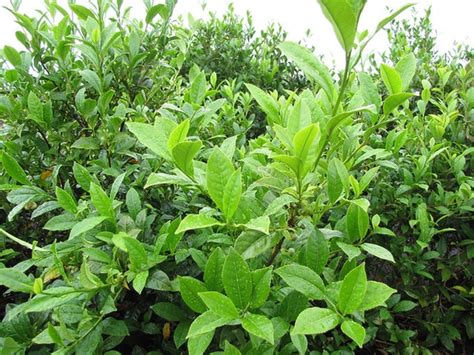 Camellia sinensis (Assam Tea, Tea Camellia, Tea Plant, Tea Tree ...