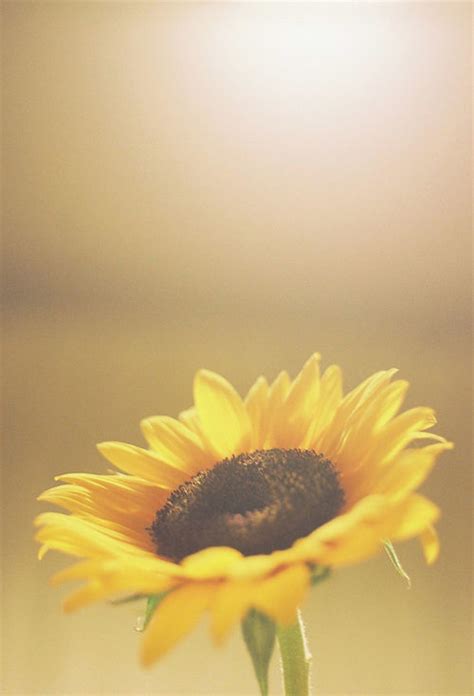 Single Sunflower Pictures, Photos, and Images for Facebook, Tumblr ...