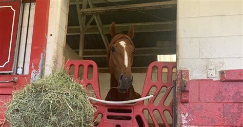 Rich Strike trainer addresses post-race incident