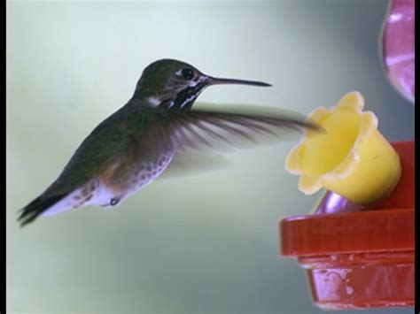 Hummingbirds - chirping their song - YouTube