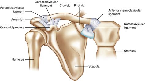 Sternoclavicular Joint And Acromioclavicular Joint