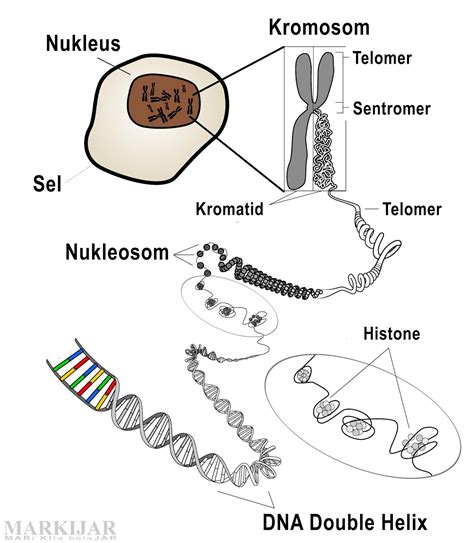 Struktur Dan Fungsi Kromosom Gen Dna Dan Rna Berbagai Struktur Gambaran ...