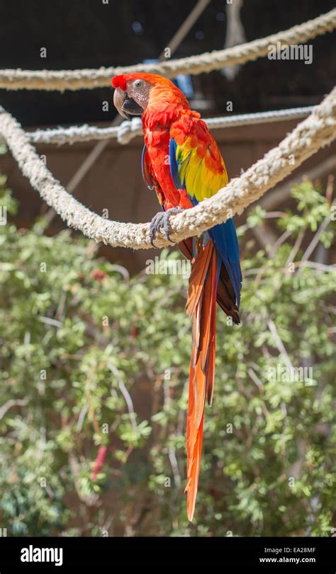 Parrot sitting on branch in national park Stock Photo - Alamy