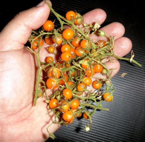 Scirpidiella's Plants: Wild Tomato species (Lycopersicon spp.)