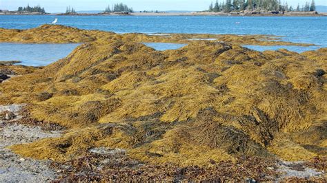 First prosecutions issued against illegal rockweed harvesters