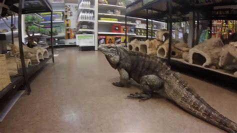 Coolest Reptile Store Ever!!!! - YouTube