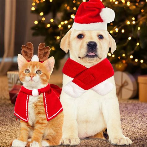 You Need One (or More) of These 7 Amazing Pet Christmas Costumes. (And ...