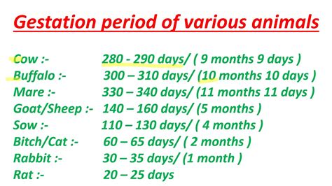 Gestation Period For Animals Chart