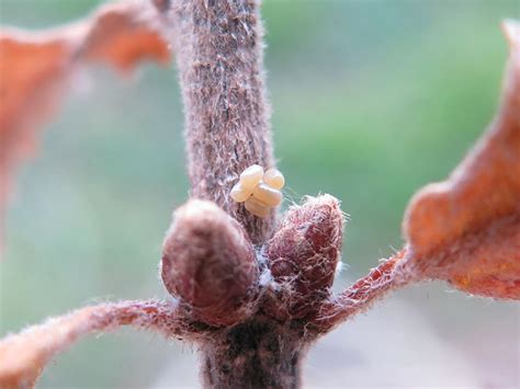 Feathered Thorn | Butterfly Conservation