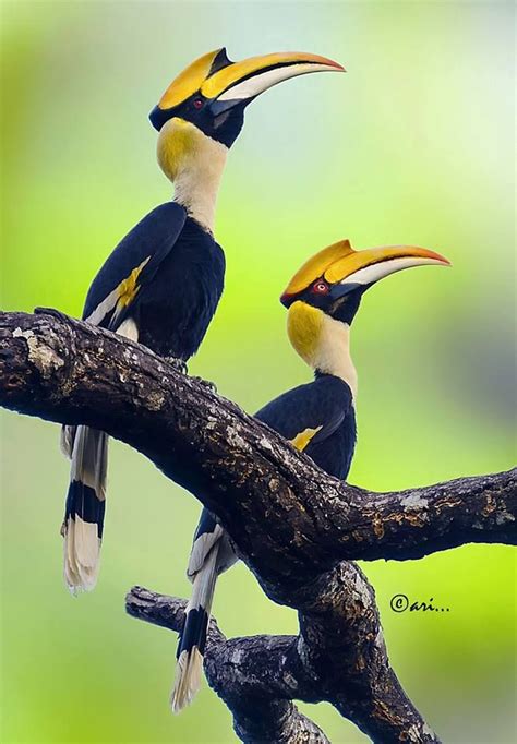 THE GREAT INDIAN HORNBILL | World birds, Pet birds, Beautiful birds