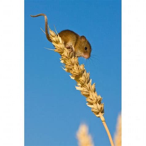 The Secret Life of the Harvest Mice | Amusing Planet