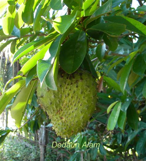 Dedaun Alam: Durian Belanda