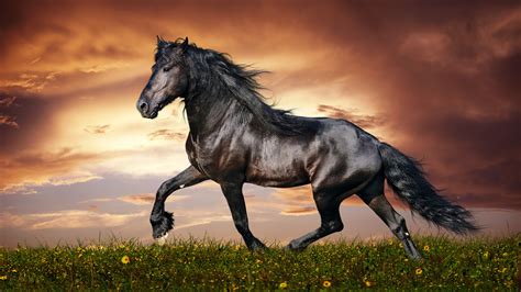 Horse, 4K, 3840x2160, #13 Wallpaper PC Desktop