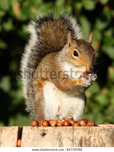 Grey Squirrel Eating Hazelnuts On Old Stock Photo 86736988 | Shutterstock