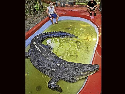 Step aside, Cassius, here comes ‘Lolong’ | Inquirer News