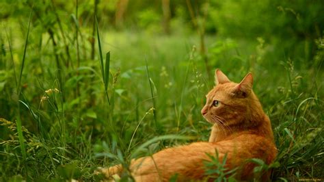 54 Ginger Cat Wallpapers - WallpaperBoat