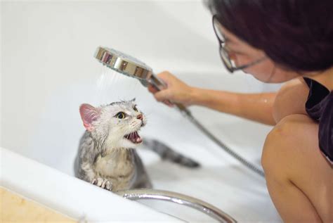 20 Natural Home Remedies for Cats and Dogs