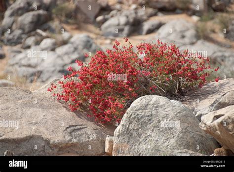 Red flowering desert plant, namibian desert Stock Photo - Alamy