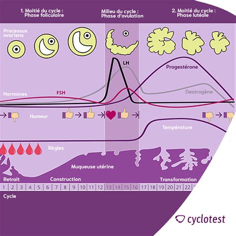 Le Cycle Menstruel Chez La Femme - Image to u