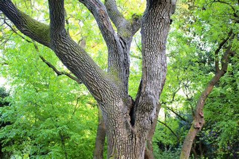 How to Grow and Care for Black Walnut Trees | Gardener’s Path